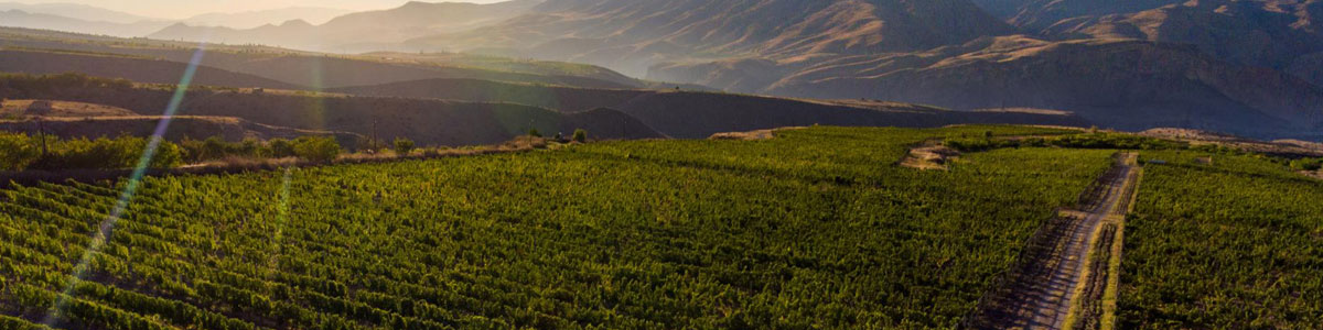 Noa Winery